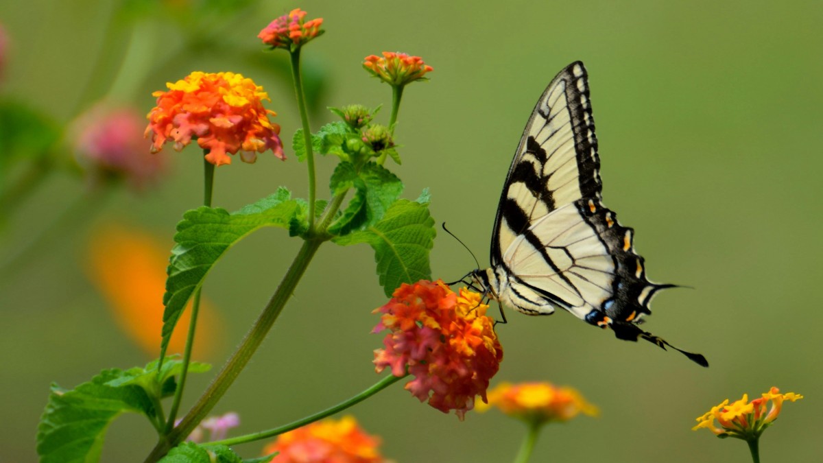 piante monoiche e dioiche