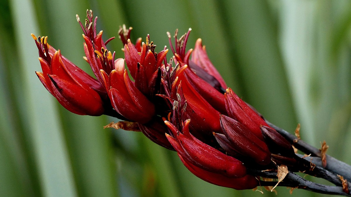 phormium