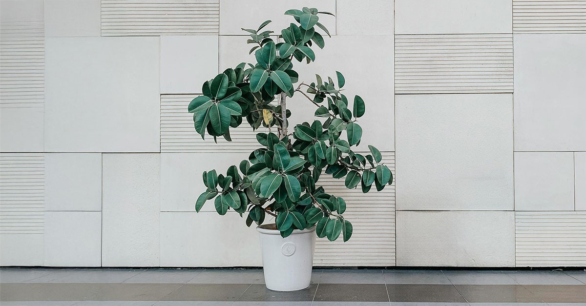 Pianta sul pianerottolo condominiale