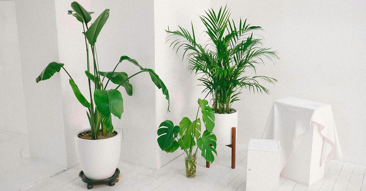 Piante sul pianerottolo