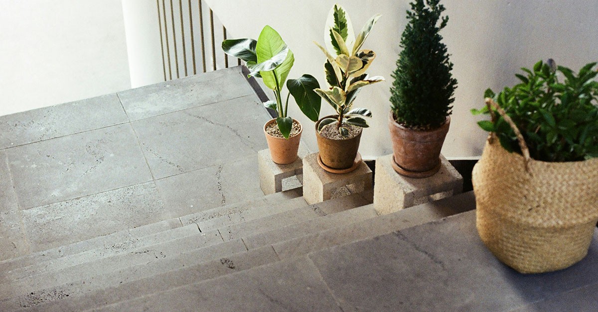 Piante sulle scale condominiali