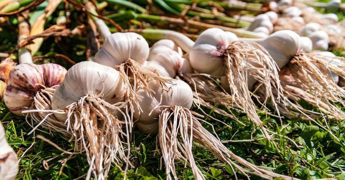 piantine di aglio appena raccolte
