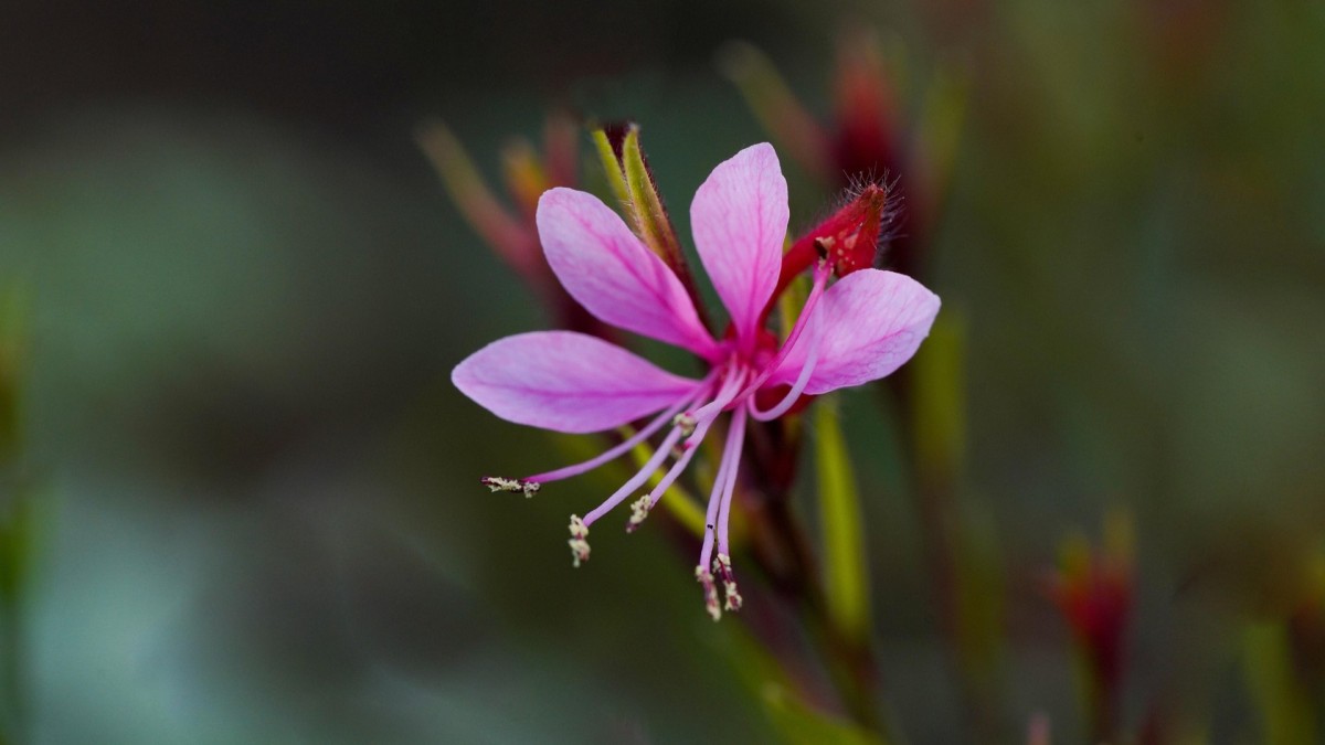 gaura