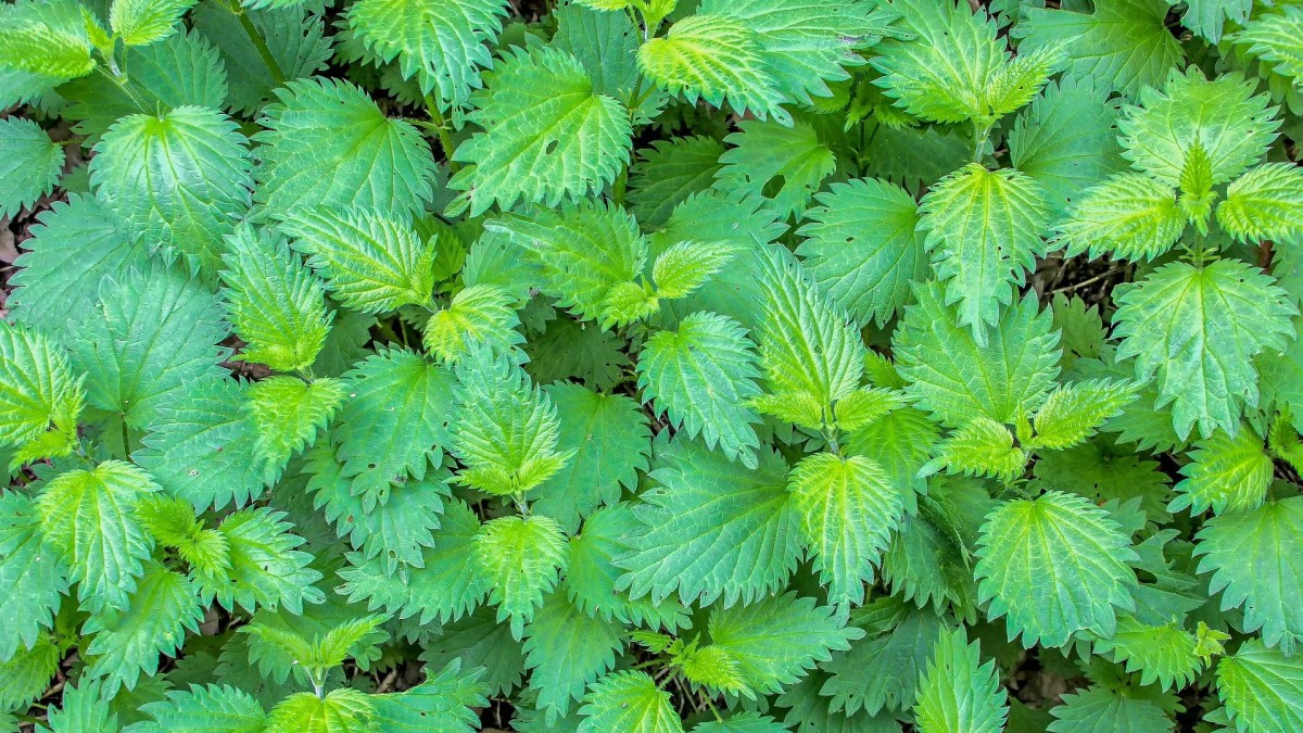 piante spontanee commestibili