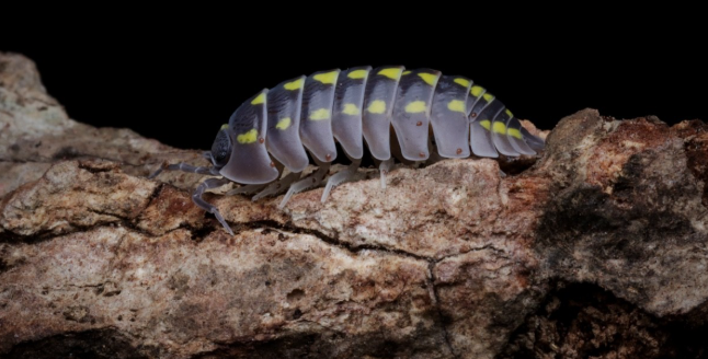 porcellini di terra in casa