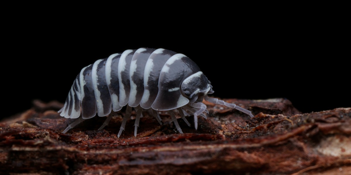 porcellini di terra in casa