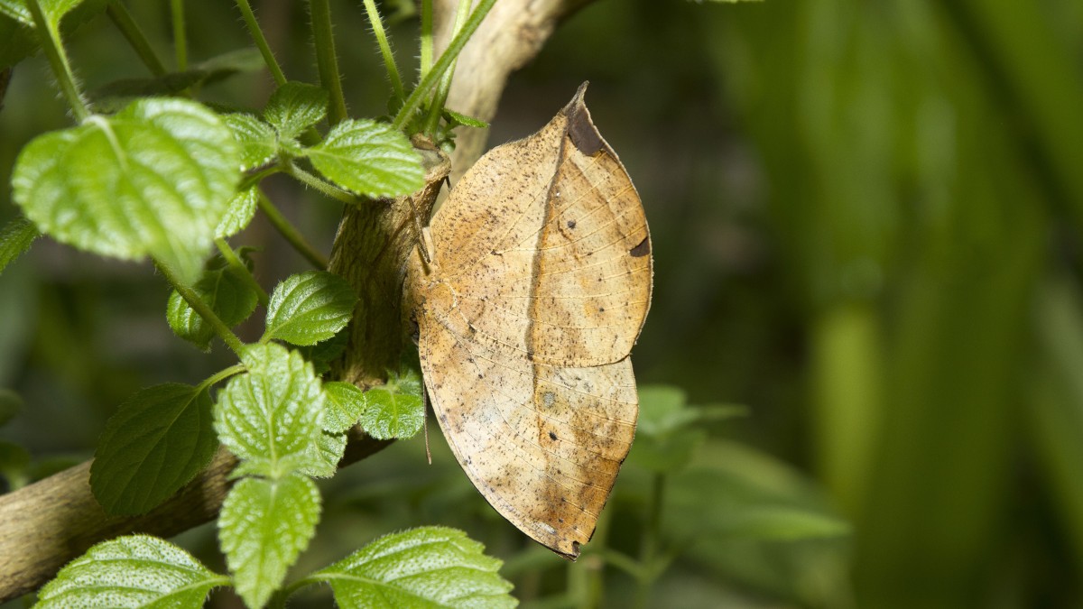 macchie nere sulle foglie delle piante