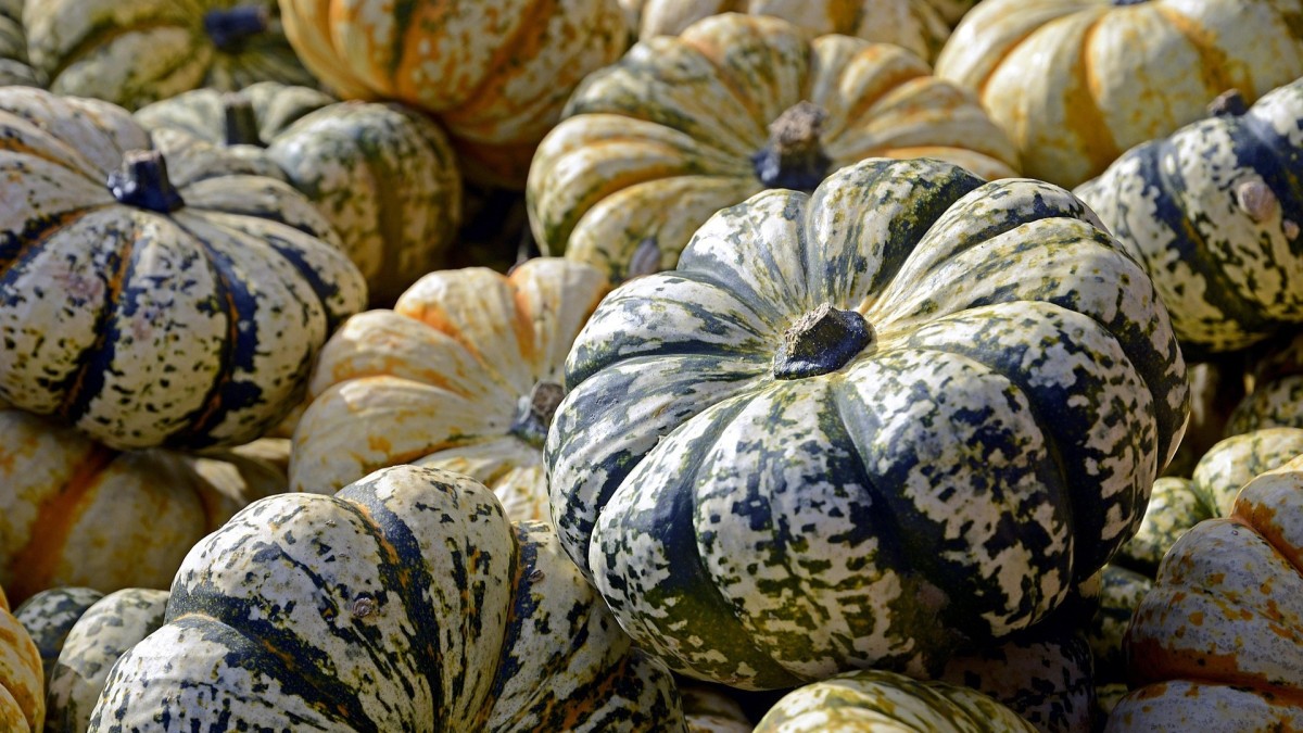 piantare zucche