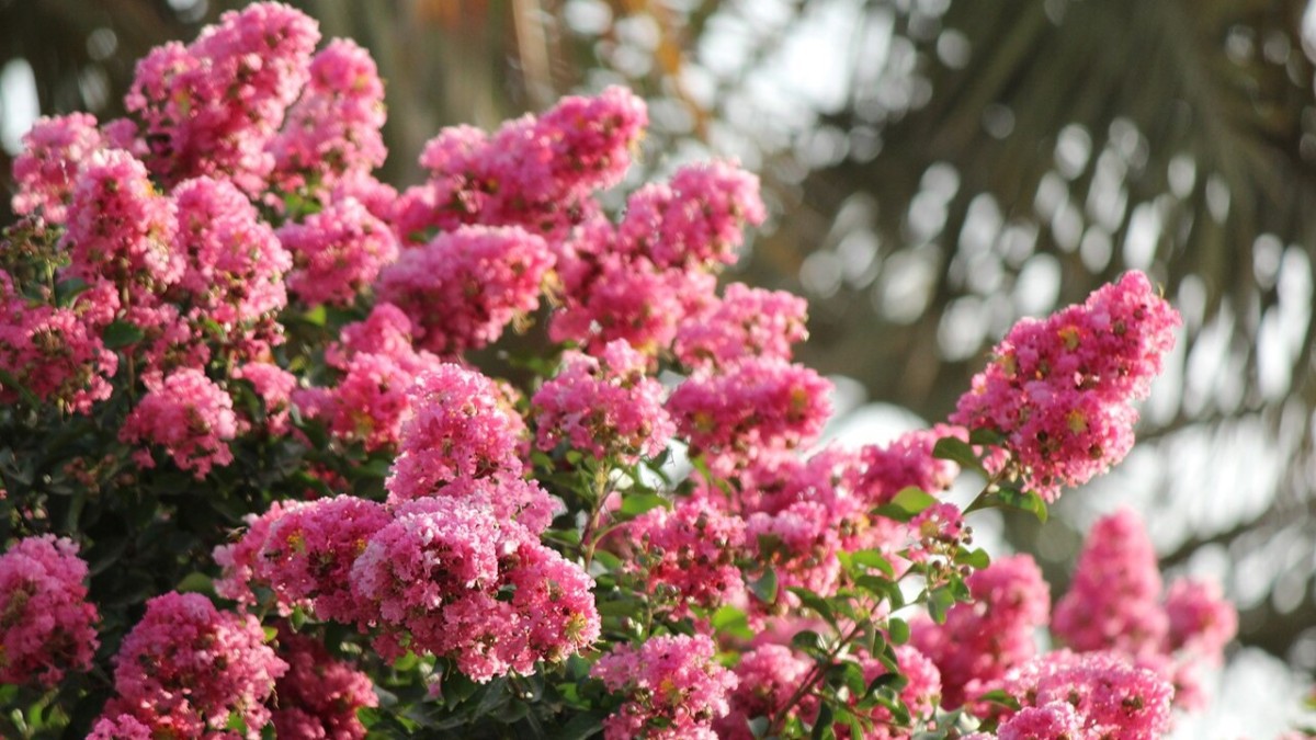 lagerstroemia