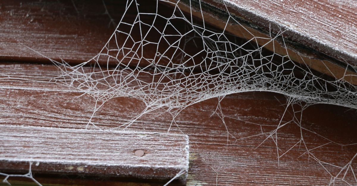 ragnatele su soffitto