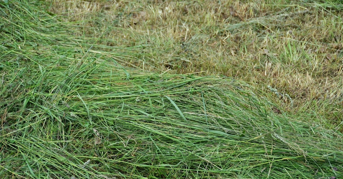 Uno strato di erba tagliata su un prato