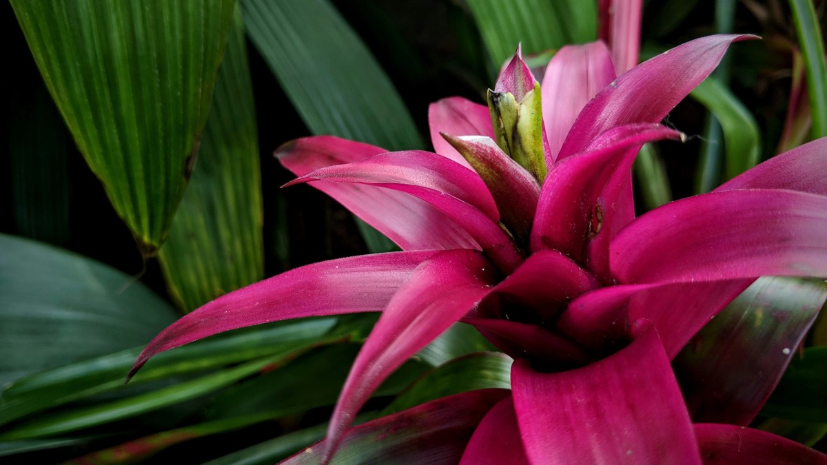 bromelia