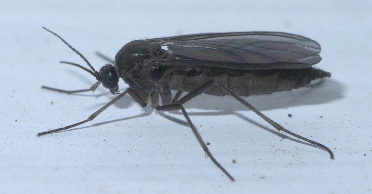 Un esemplare di moscerino dei funghi adulto, appartenente alla famiglia Sciaridae