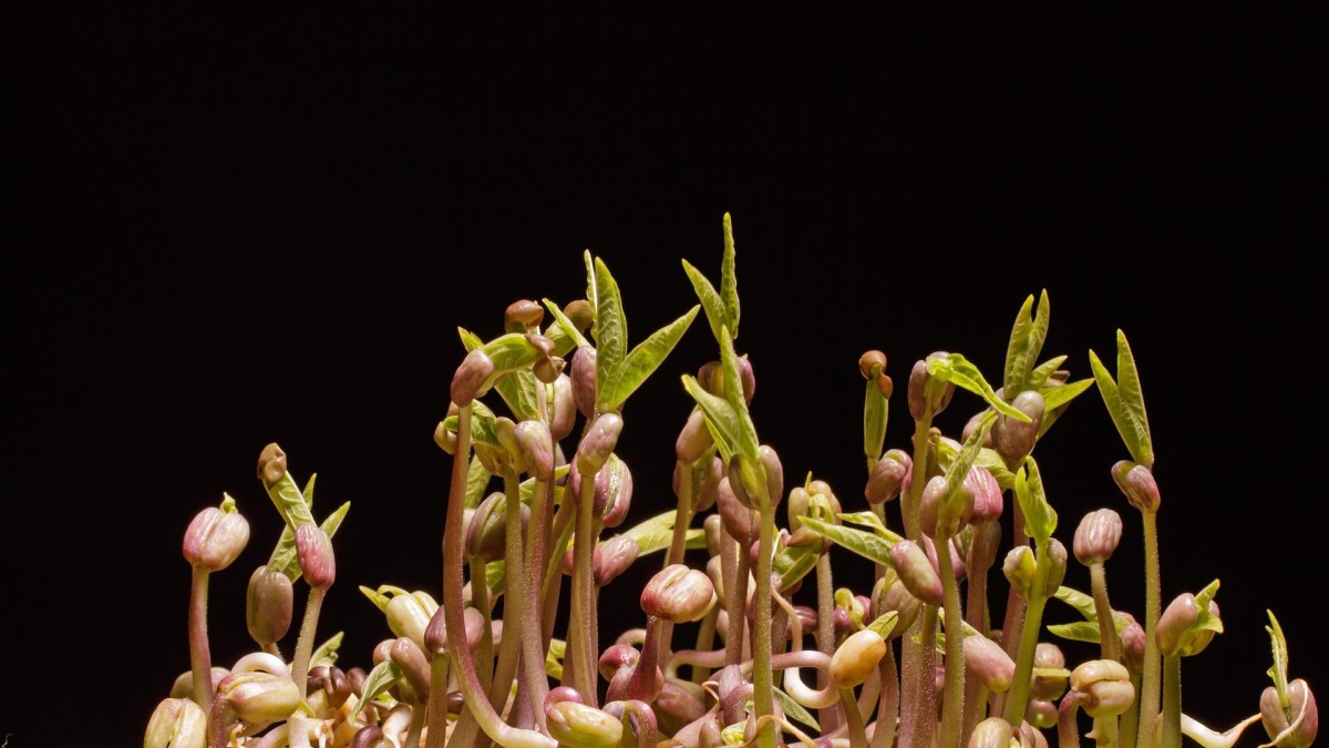 come piantare i fagioli