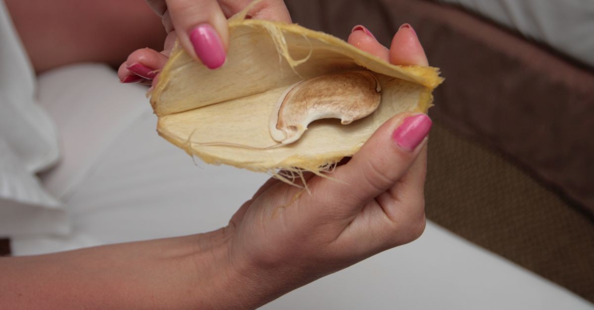 seme del mango aperto 