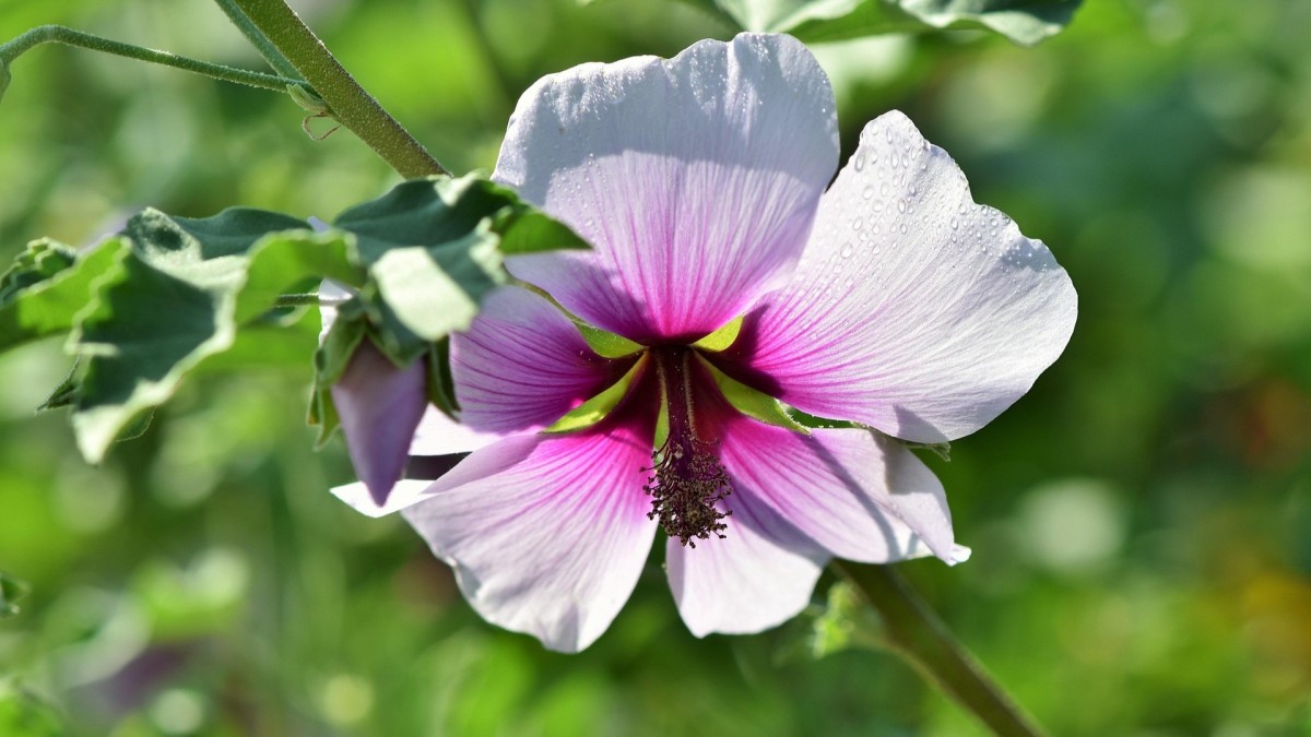 pianta di malva
