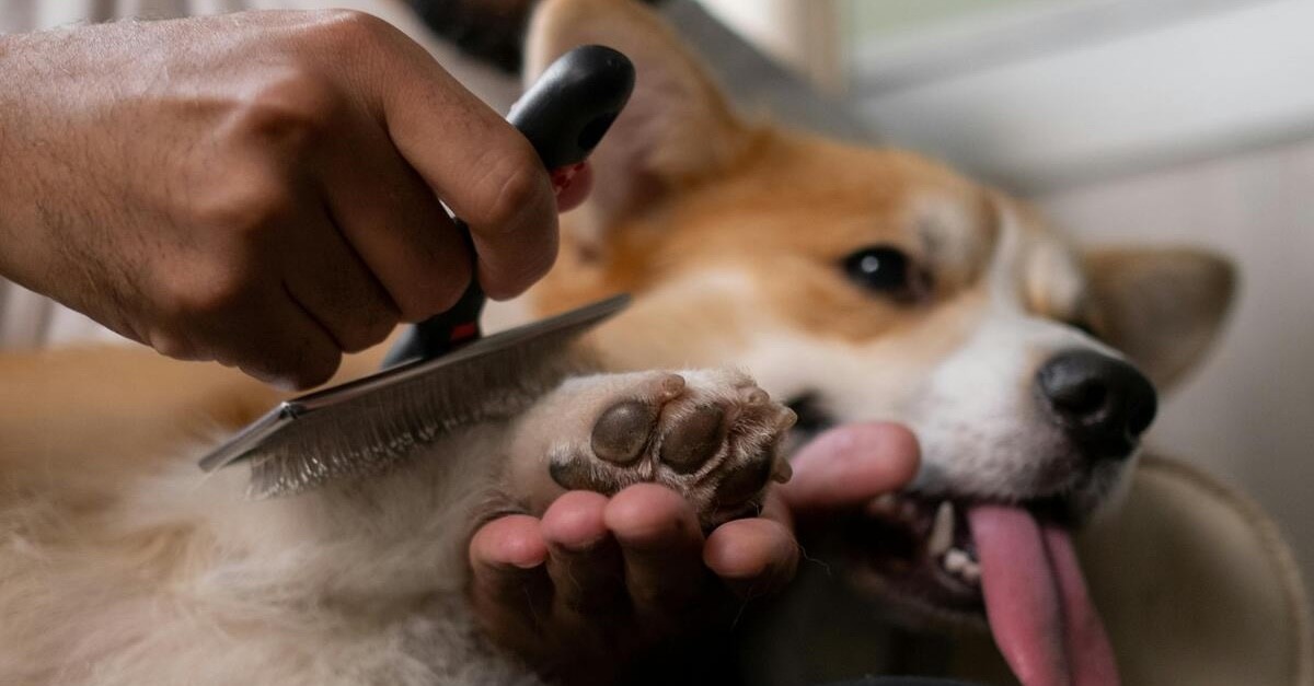 toelettatura del cane