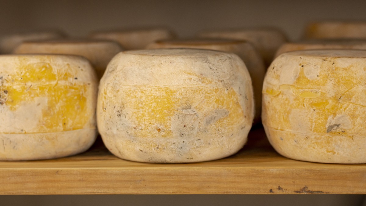 formaggi tipici toscani