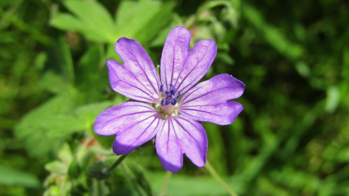 piante spontanee commestibili