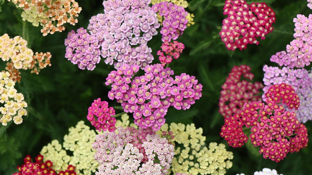 achillea