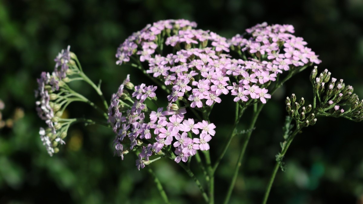 achillea