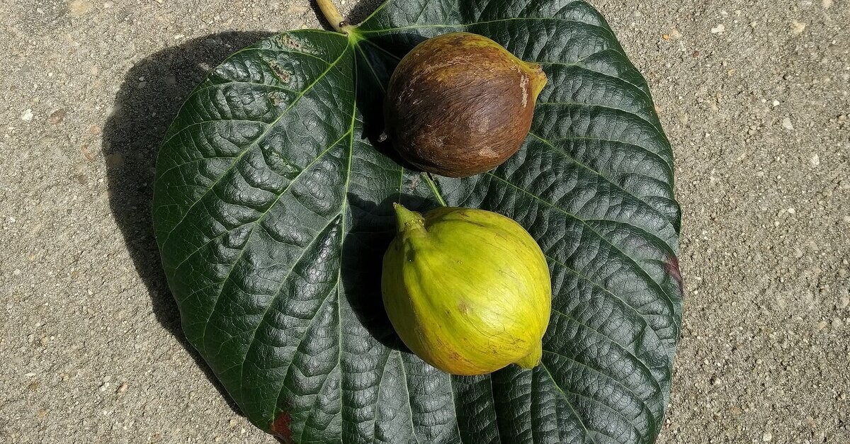 La foglia e il frutto dell'albero di tung