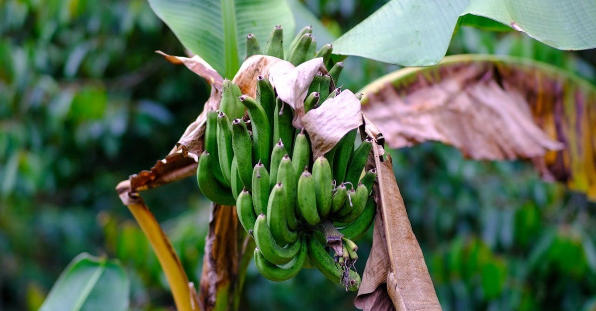 I frutti del banano sono più piccoli quando la pianta é coltivata in vaso o in orto