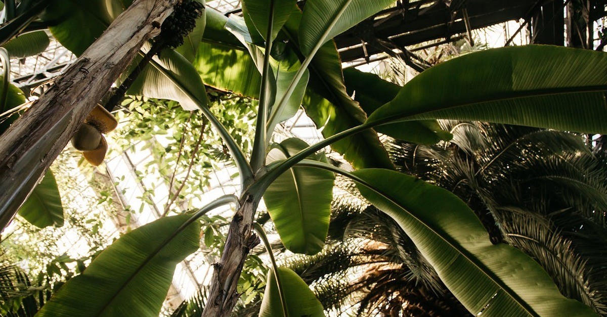 Le foglie larghe tipiche del banano