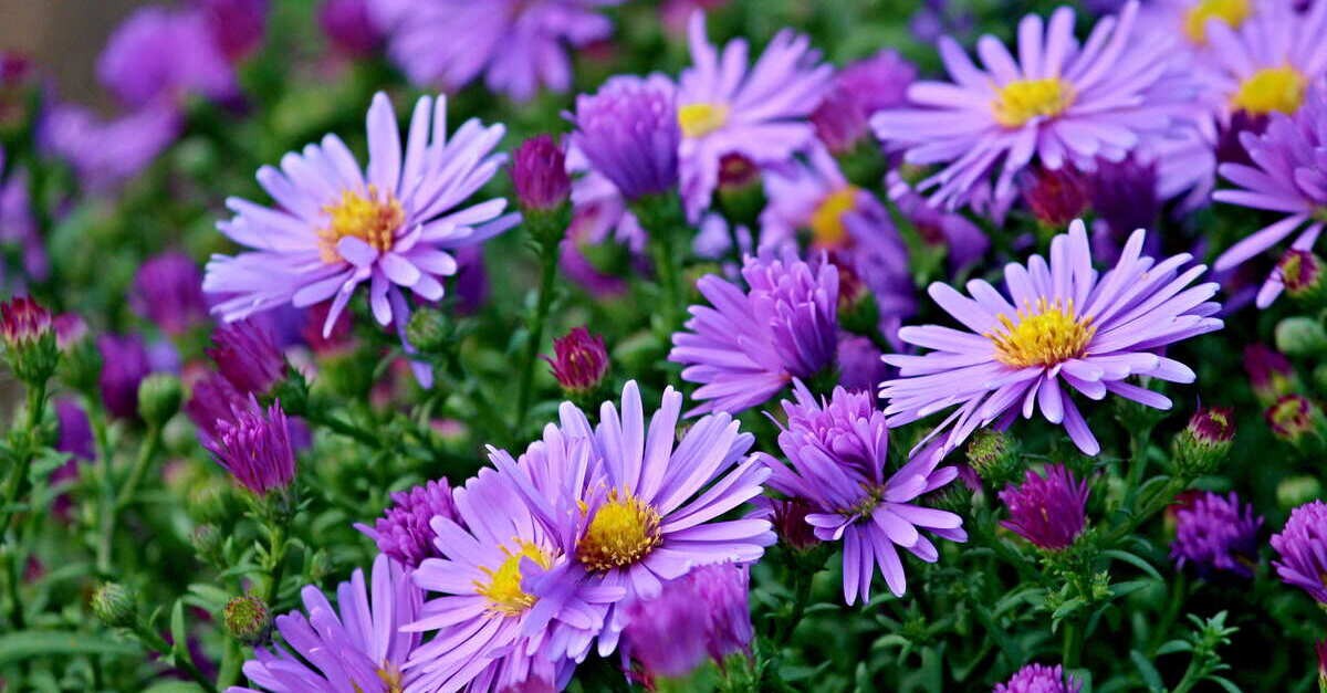 Una pianta du Aster messa a terra in un giardino