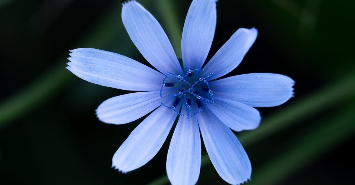 Il tipico fiore azzurro della cicoria