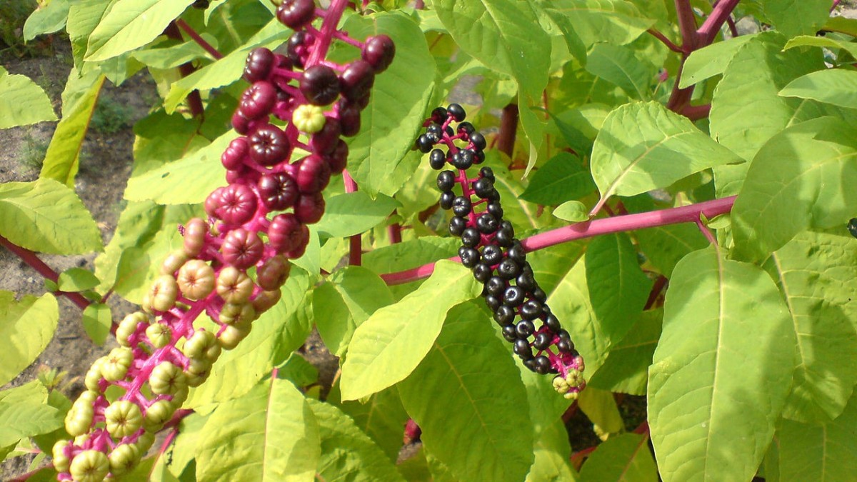 phytolacca americana velenosa