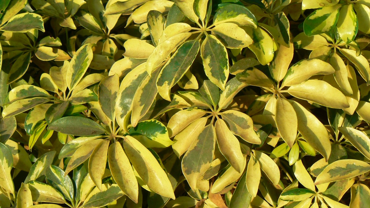 pianta ombrello