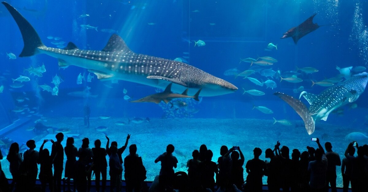acquario di okinawa giappone acquario di okinawa giappone