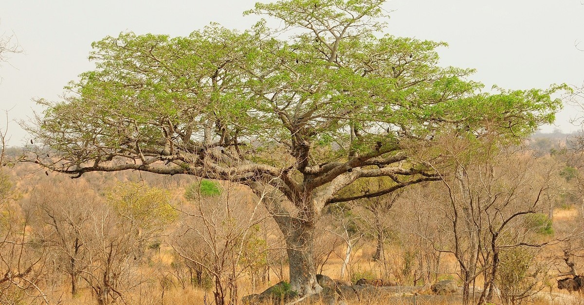 Un esemplare di Afzelia quanzensis, l'albero da cui si ricava il legno doussiè