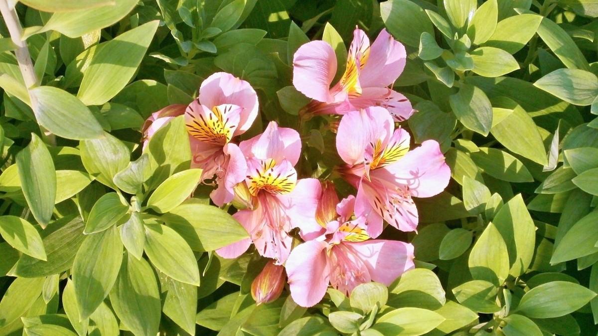 alstroemeria