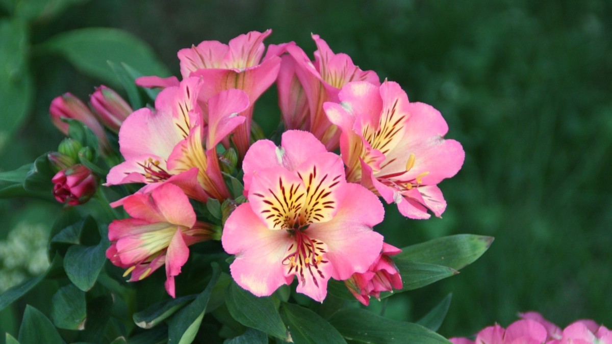 alstroemeria