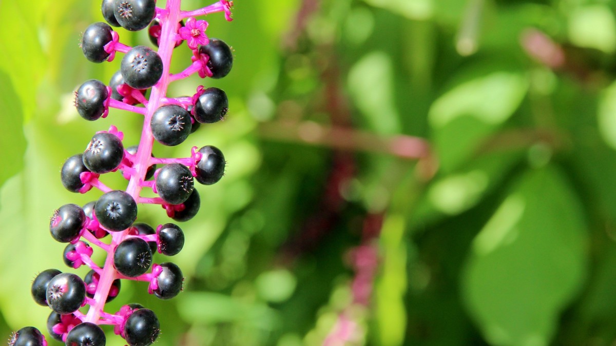 phytolacca americana velenosa