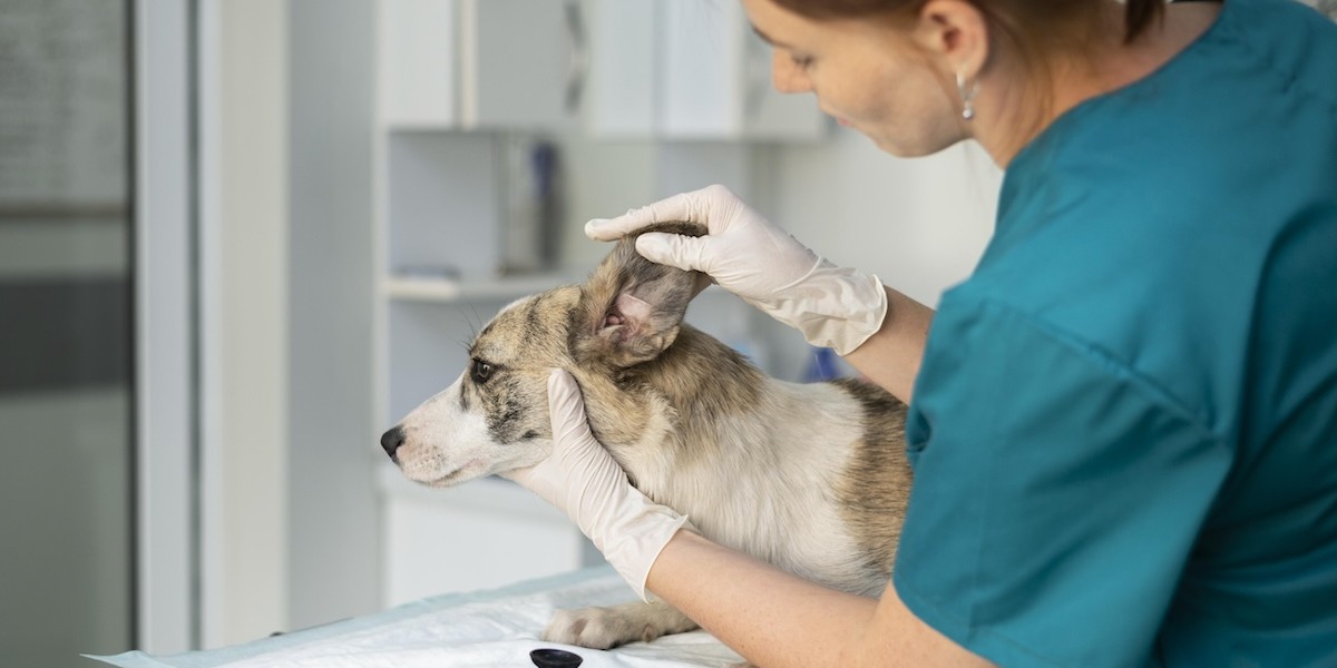 Assicurazione animali domestici: come funziona, cosa copre e costo Cane dal veterinario