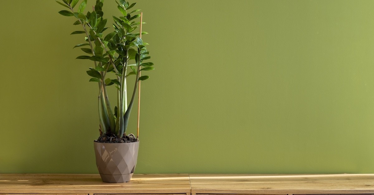 Abbellimento parete interna