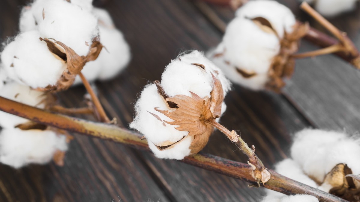 fiori di cotone