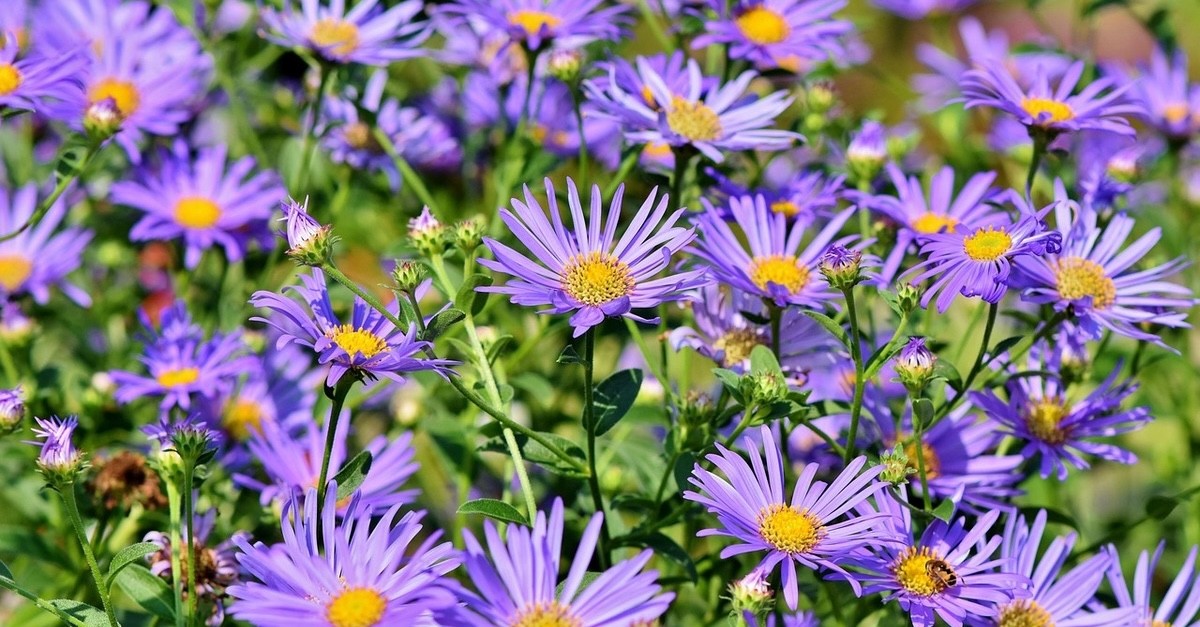 aster fiori da giardino viola