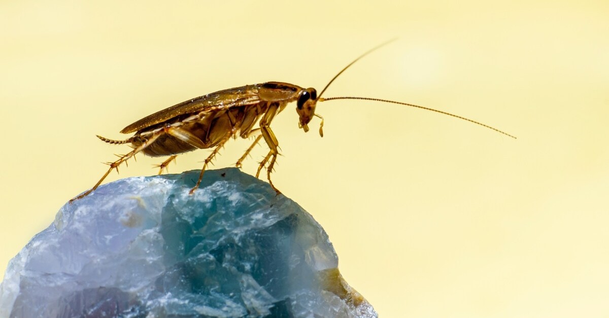 blatta su una roccia