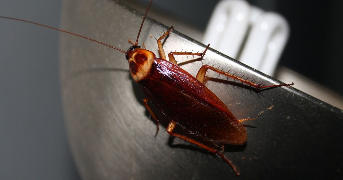 blatta volante su lampada 