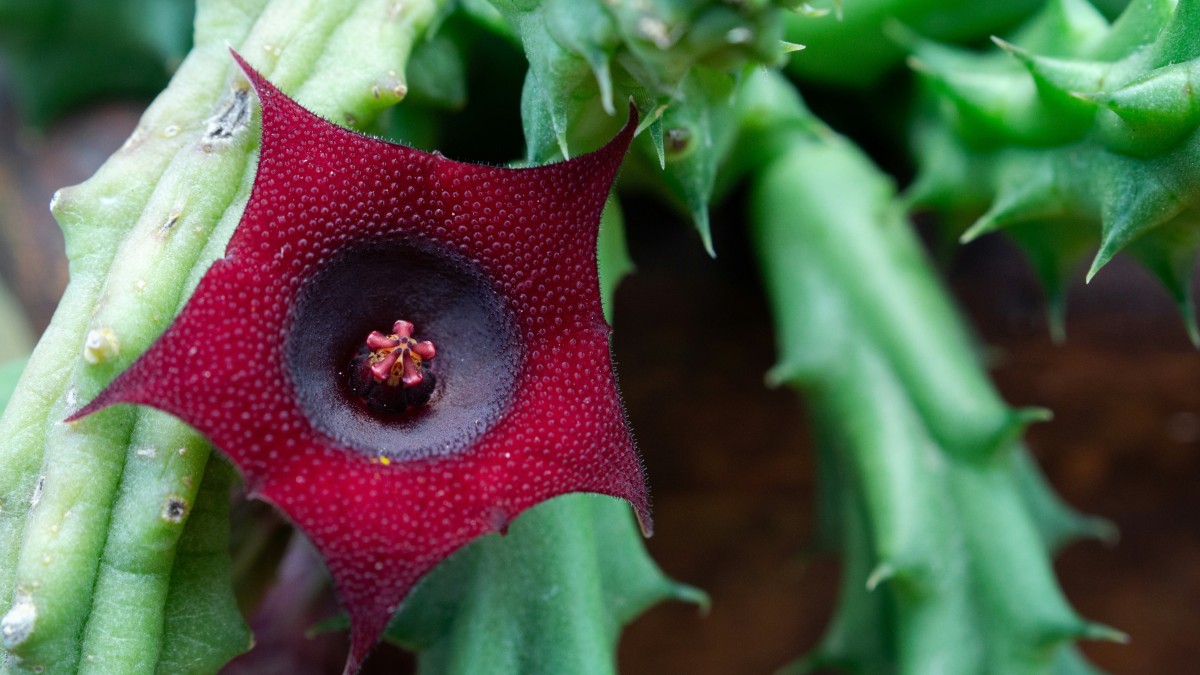 stapelia