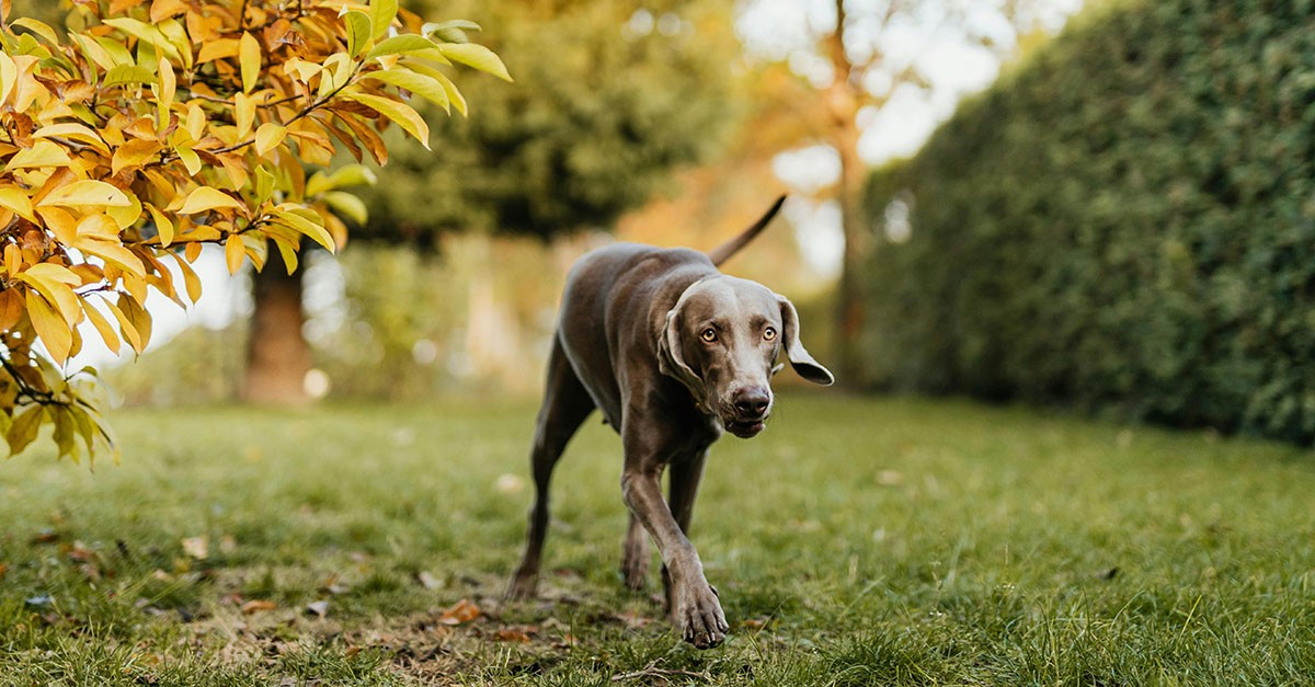 Cane nel giardino di condominio Cane nel giardino di condominio