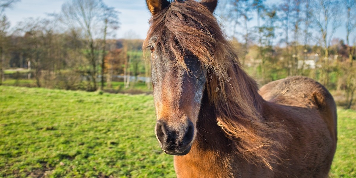Cavallo in un recinto