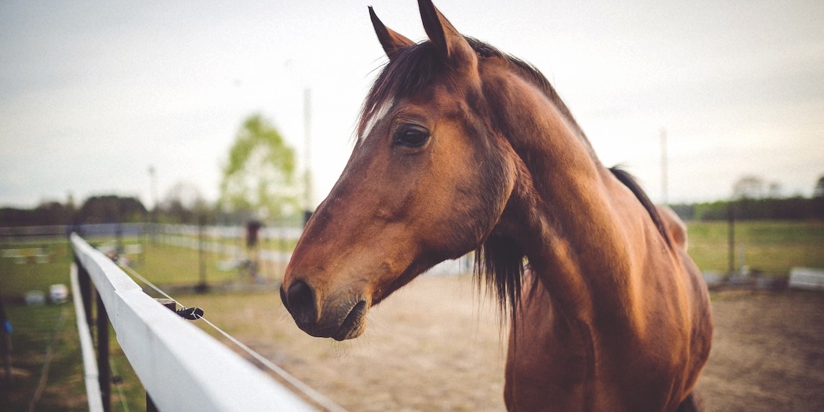 Cavallo in un recinto