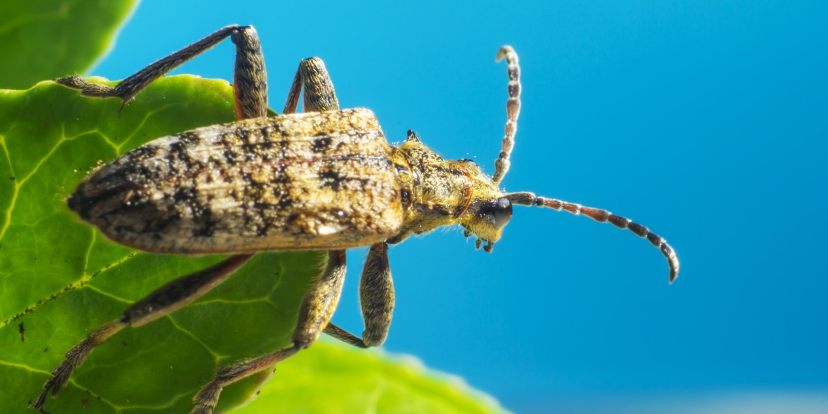 perchè le cimici entrano in casa 
