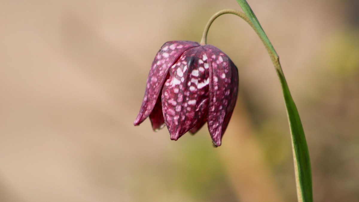 fritillaria