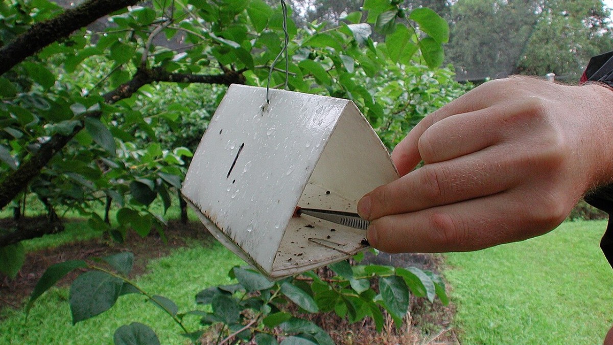 trappole cromotropiche